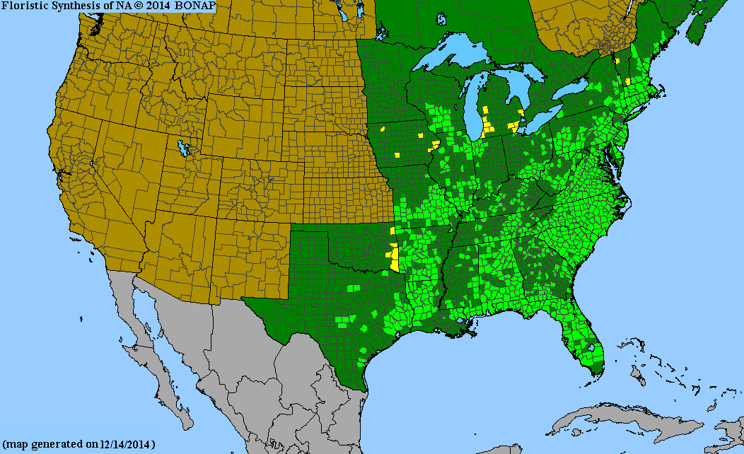 County distribution map of Hypericum gentianoides - Orange-Grass